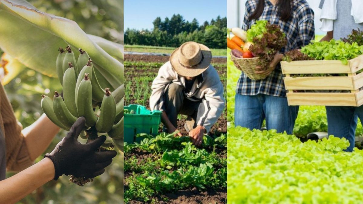 How to Choose the Best Fresh Produce Supplier UK Looking for a reliable partner? Discover essential tips on how to choose the best fresh produce supplier UK for your business needs and culinary success. The modern food and hospitality industry operates on a razor-thin margin where quality, consistency, and timing can make or break an establishment. Whether you run a bustling restaurant in central London, manage catering for a large corporate institution, or operate an independent grocery store, your menu and reputation rely heavily on the ingredients you put on the plate. Sourcing top-tier ingredients starts at the very beginning of the supply chain. Finding a partner that understands the nuances of the market is crucial for long-term growth and customer satisfaction. Navigating the vast landscape of food distribution can be overwhelming. With numerous distributors operating across the nation, knowing what to look for ensures you receive high-quality goods without disrupting your cash flow. This comprehensive guide walks you through everything you need to know about selecting the ideal partner, evaluating market standards, and building a resilient supply chain that keeps your kitchen or shelves stocked with the finest goods available. Understanding the Landscape of Food Distribution The agricultural and distribution sector has evolved significantly over the past decade. Modern buyers demand more than just basic fruits and vegetables; they expect full transparency regarding sourcing, stringent quality control, and seamless logistics. Understanding how the market functions helps you identify partners who truly stand out from the competition. The Role of National and Regional Distributors When searching the market, you will encounter various types of operators, ranging from massive national corporations to agile regional operators. Each model comes with distinct advantages and potential drawbacks depending on the scale of your operations. National operators often boast extensive logistics networks and massive product catalogues. However, they can sometimes lack the personal touch and flexibility required by independent businesses or specialized kitchens. On the other hand, regional operators often maintain closer relationships with local growers and can offer greater flexibility with delivery schedules and custom orders. If you are looking for a nationwide fresh produce supplier UK, it is essential to balance scale with personalized service. Direct Farm Sourcing Versus Traditional Intermediaries Sourcing strategy plays a monumental role in the freshness and cost of your inventory. Traditional intermediaries often pass through multiple layers of handling before reaching the end buyer, which can impact the shelf life of delicate items. Partnering with companies that prioritize direct relationships with growers ensures that items spend less time in transit. This direct approach not only preserves nutritional value and flavor profiles but also supports sustainable agricultural practices within the broader industry. Learn more about our commitment to quality and how we handle fresh fruit and vegetable distribution across the country. At punjab exotic foods, we bridge the gap between premium global and local agriculture, delivering exceptional quality straight to your commercial kitchen. Contact our team today to discuss how our tailored supply solutions can elevate your culinary offerings. Key Criteria for Evaluating Distributors Choosing the right partner requires a systematic approach. You must evaluate potential candidates against a rigorous set of criteria to ensure they can meet your volume, quality, and budgetary requirements consistently. Quality Control and Freshness Standards The primary metric of any food distributor is the quality of their inventory. You need a partner who implements strict inspection protocols from the moment goods are harvested to the moment they arrive at your loading dock. Temperature Management: Cold chain integrity is non-negotiable. Ensure potential partners utilize refrigerated transport and storage facilities. Visual and Tactile Inspection: Look for distributors who routinely check produce for bruising, ripeness, and structural integrity. Grading Standards: Understand the grading system your distributor uses to ensure you consistently receive commercial-grade items. Reliability and Delivery Logistics A stunning catalog means very little if your delivery arrives late or incomplete. Consistency in the supply chain is the bedrock of a successful kitchen or retail storefront. Reliable nationwide fresh produce delivery is a key requirement for modern businesses. Fleet Capabilities: Modern, temperature-controlled delivery vehicles are essential for maintaining quality in transit. Delivery Windows: Assess whether the distributor can consistently meet your specific morning or prep-window delivery requirements. Order Accuracy: Inquire about their fulfillment rates and how they handle missing or damaged items upon delivery. Pricing Structures and Payment Terms Financial stability and predictability are critical when managing food and beverage costs. You need a partner who offers competitive pricing without compromising on quality. For those interested in bulk purchasing, exploring wholesale fruits UK the complete guide can provide insights into current market trends. Transparent Pricing: Look for clear itemized pricing models that avoid hidden fees or unexpected fuel surcharges. Volume Discounts: As your business grows, your distributor should offer scalable pricing models that reward higher purchasing volumes. Credit and Payment Flexibility: Net-30 payment terms or similar credit arrangements can provide much-needed breathing room for your cash flow. The Importance of Variety and Specialty Offerings Consumer palates are shifting rapidly. Diners and shoppers increasingly seek out unique, exotic, and hard-to-find ingredients that elevate everyday meals into extraordinary culinary experiences. We pride ourselves on being one of the top fresh produce suppliers UK. Sourcing Exotic and Niche Ingredients Standard culinary staples are essential, but having access to specialty items sets innovative culinary businesses apart. Whether you need specialized chilies, rare herbs, or seasonal tropical fruits, your distributor should have an extensive global sourcing network. Working with specialists who excel in sourcing diverse items ensures you never have to turn away a customer request due to limited supplier capabilities. Check out our range of wholesale vegetables UK to see the diversity we offer. Balancing Seasonality with Year-Round Demand Nature operates on its own schedule, but modern consumer demand does not pause for seasonal changes. A top-tier partner knows how to balance seasonal British produce with reliable international imports to maintain a consistent catalog throughout the year. Understanding seasonal availability helps you design menus that highlight peak flavors while maintaining cost-effectiveness during off-peak months. Our wholesale produce delivery UK services are designed to maintain this balance for your business. Assessing Sustainability and Ethical Sourcing Modern consumers care deeply about the environmental footprint of the food they consume. Choosing partners who prioritize sustainability is not only good for the planet but also enhances your brand reputation. Minimizing Food Waste in the Supply Chain Efficient logistics and inventory management significantly reduce food waste. Look for distributors who actively manage surplus inventory through discounted channels or charitable donations rather than sending perfectly good food to landfills. Supporting Ethical Labor Practices Fair treatment of agricultural workers is a crucial pillar of sustainable business. Inquire about your distributor's code of conduct and how they verify that their growers adhere to fair labor laws and safe working conditions. Ready to transform your kitchen's supply chain with premium, sustainably sourced ingredients? Reach out to punjab exotic foods today to request our comprehensive product catalog and discover how we can support your business growth. You can also chat with us on WhatsApp or see our latest updates on Instagram. Frequently Asked Questions What should I look for in a fresh produce supplier UK? Look for rigorous cold-chain management, high fulfillment accuracy, transparent pricing structures, and a proven track record of reliable on-time deliveries tailored to your business schedule. How do I verify the quality of a prospective distributor? Request product samples before signing a contract, visit their distribution facilities if possible, and ask for client references from businesses similar to yours in size and scope. Are local suppliers better than national distributors? It depends on your needs. Local operators often offer greater flexibility and fresher regional items, while national operators may provide broader catalog variety and robust logistics for multi-location businesses. What payment terms are standard in the industry? Many commercial distributors offer Net-15 or Net-30 payment terms for established businesses, though initial orders may require payment upon delivery or upfront via digital transfer. How do seasonal changes affect wholesale pricing? Seasonal availability heavily influences pricing. Items in peak season are generally more abundant and cost-effective, while out-of-season imports carry higher shipping and sourcing costs. What steps do top distributors take to minimize waste? Fresh Produce Supplier UK